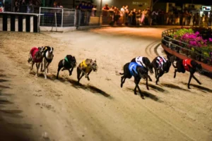 Bật Mí Cách Chơi Game Nhanh Đua Chó Tại PK14 Thắng Lớn