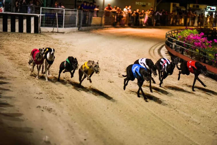 Bật Mí Cách Chơi Game Nhanh Đua Chó Tại PK14 Thắng Lớn