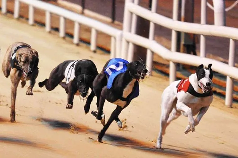 Bật Mí Cách Chơi Game Nhanh Đua Chó Tại PK14 Thắng Lớn