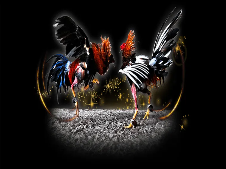 Bí Kíp Chơi Đá Gà Sabong Tại PK14 Thắng Lớn Từ Cao Thủ