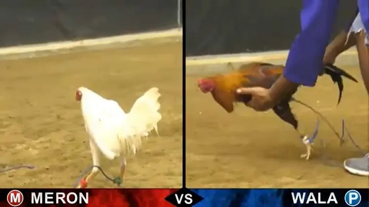 Bí Kíp Chơi Đá Gà Sabong Tại PK14 Thắng Lớn Từ Cao Thủ